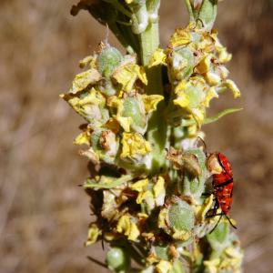  - Verbascum lychnitis L. [1753]