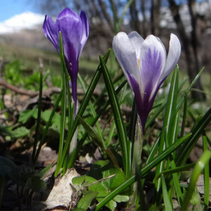 Photographie n°2468346 du taxon Crocus vernus (L.) Hill