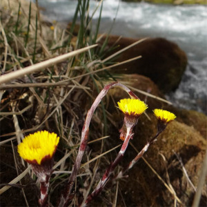 Photographie n°2468347 du taxon Tussilago farfara L.