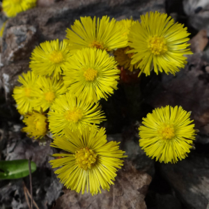 Photographie n°2468348 du taxon Tussilago farfara L.