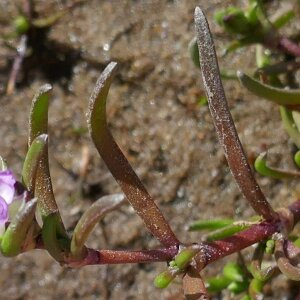 Photographie n°2468387 du taxon Spergularia (Pers.) J. & C. Presl [1819]