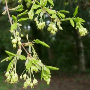 Photographie n°2468403 du taxon Acer monspessulanum L. [1753]