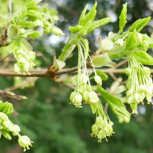 Photographie n°2468404 du taxon Acer monspessulanum L. [1753]