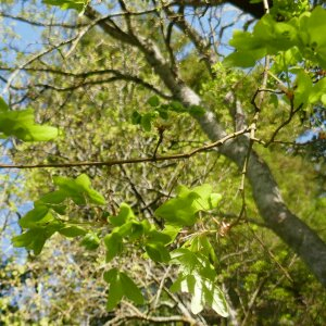 Photographie n°2468405 du taxon Acer monspessulanum L. [1753]