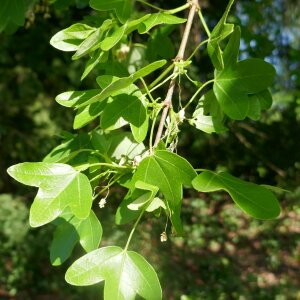 Photographie n°2468406 du taxon Acer monspessulanum L. [1753]