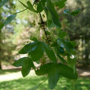 Photographie n°2468407 du taxon Acer monspessulanum L. [1753]
