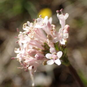 Photographie n°2468425 du taxon Valeriana tuberosa L.