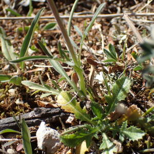 Photographie n°2468429 du taxon Valeriana tuberosa L.