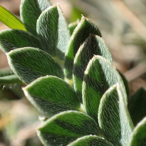 Astragalus incanus L. (Astragale blanchâtre)