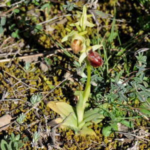 Photographie n°2468440 du taxon Ophrys exaltata Ten. [1819]