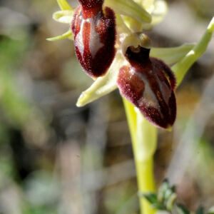 Photographie n°2468441 du taxon Ophrys exaltata Ten. [1819]
