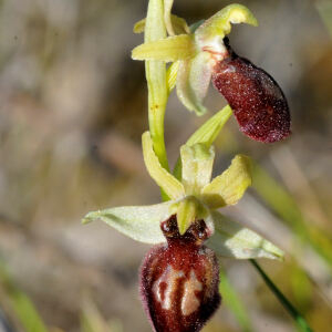 Photographie n°2468442 du taxon Ophrys exaltata Ten. [1819]
