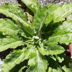 Photographie n°2468521 du taxon Erigeron canadensis L.