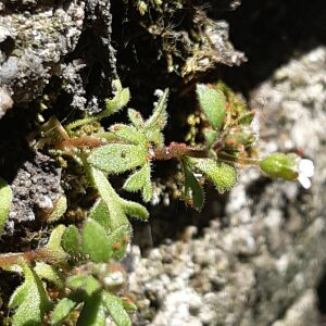 Photographie n°2468530 du taxon Saxifraga tridactylites L.