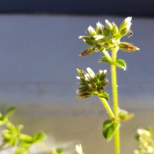 Photographie n°2468539 du taxon Cerastium glomeratum Thuill.