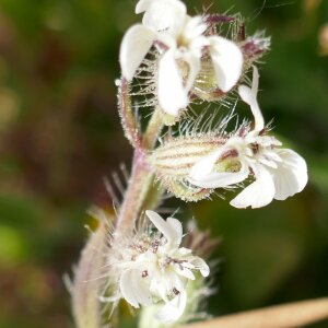 Photographie n°2468549 du taxon Silene gallica L. [1753]