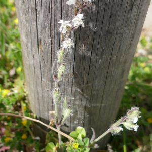 Photographie n°2468551 du taxon Silene gallica L. [1753]