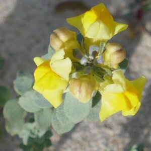 Photographie n°2468574 du taxon Linaria thymifolia DC. [1805]