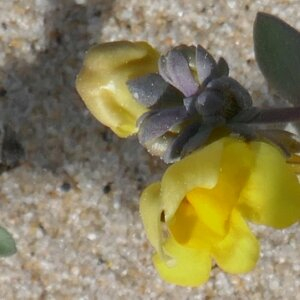 Photographie n°2468578 du taxon Linaria thymifolia DC. [1805]