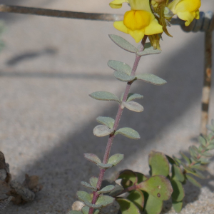 Photographie n°2468579 du taxon Linaria thymifolia DC. [1805]