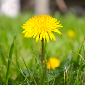 Photographie n°2468582 du taxon Taraxacum officinale F.H.Wigg. [1780]