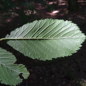 Photographie n°2468671 du taxon Ulmus glabra Huds. [1762]