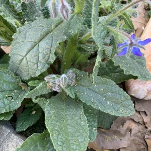 Photographie n°2468683 du taxon Borago officinalis L. [1753]