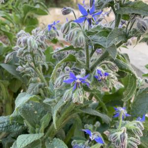 Photographie n°2468684 du taxon Borago officinalis L. [1753]