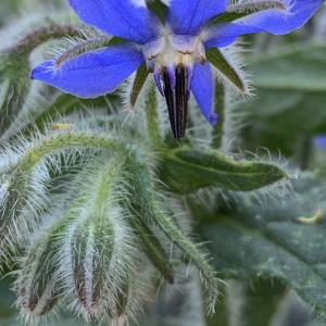 Photographie n°2468685 du taxon Borago officinalis L. [1753]