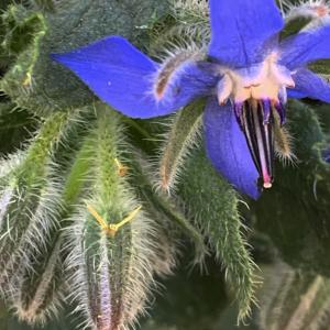 Photographie n°2468689 du taxon Borago officinalis L. [1753]