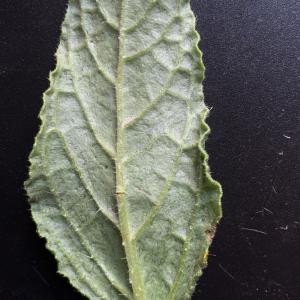 Photographie n°2468695 du taxon Borago officinalis L. [1753]