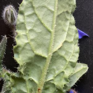 Photographie n°2468697 du taxon Borago officinalis L. [1753]