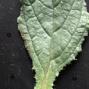 Photographie n°2468702 du taxon Borago officinalis L. [1753]