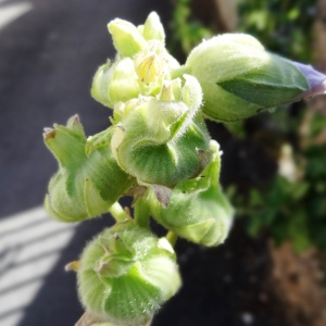 Photographie n°2468767 du taxon Alcea rosea L.