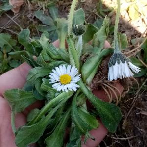 Photographie n°2468836 du taxon Bellis perennis L.