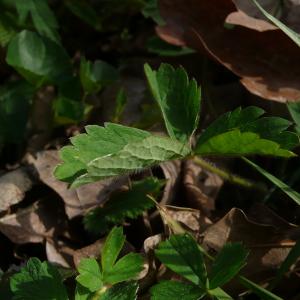 Photographie n°2468851 du taxon Potentilla sterilis (L.) Garcke [1856]