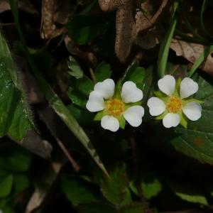 Photographie n°2468853 du taxon Potentilla sterilis (L.) Garcke [1856]