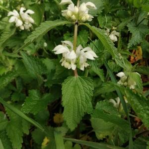 Photographie n°2468884 du taxon Lamium album L.