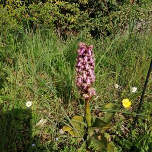 Photographie n°2468888 du taxon Himantoglossum robertianum (Loisel.) P.Delforge