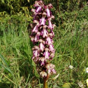 Photographie n°2468889 du taxon Himantoglossum robertianum (Loisel.) P.Delforge