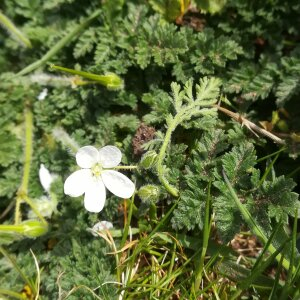 Photographie n°2468894 du taxon Erodium cicutarium (L.) L'Hér. [1789]