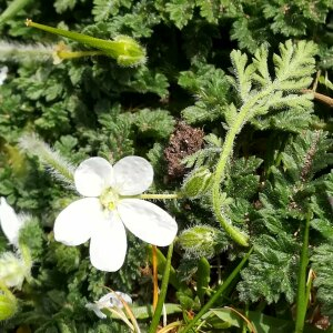 Photographie n°2468896 du taxon Erodium cicutarium (L.) L'Hér. [1789]