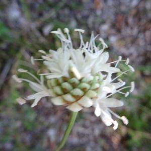 Photographie n°2468921 du taxon Cephalaria leucantha (L.) Schrad. ex Roem. & Schult. [1818]