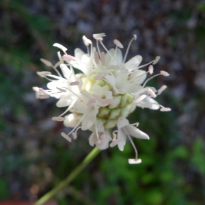 Photographie n°2468923 du taxon Cephalaria leucantha (L.) Schrad. ex Roem. & Schult. [1818]