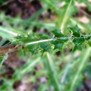 Photographie n°2468925 du taxon Carlina vulgaris L. [1753]