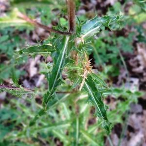 Photographie n°2468929 du taxon Carlina vulgaris L. [1753]