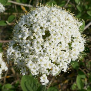 Photographie n°2468968 du taxon Viburnum lantana L. [1753]