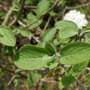 Photographie n°2468970 du taxon Viburnum lantana L. [1753]