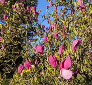 Jacques Bureau, le  3 avril 2021 (Saint-Cyr-au-Mont-d'Or)