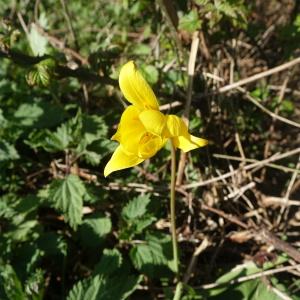 Photographie n°2468998 du taxon Tulipa sylvestris L. [1753]